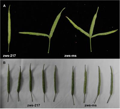 Investigation of Thermomorphogenesis-Related Genes for a Multi-Silique Trait in Brassica napus by Comparative Transcriptome Analysis